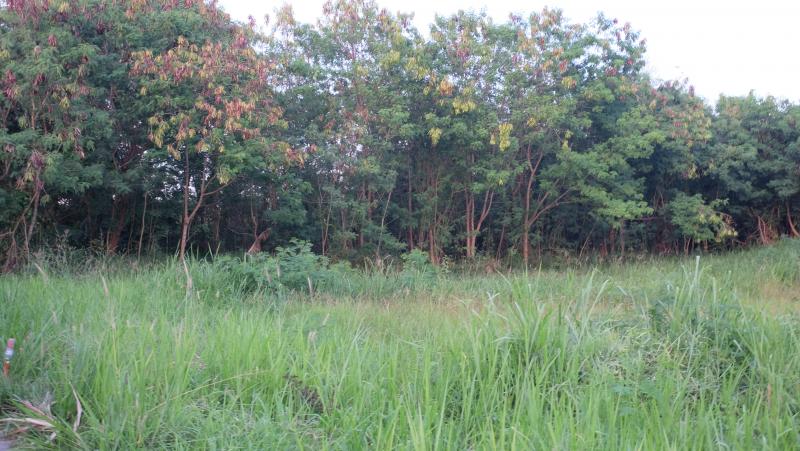 Фото Продажа земли на Пхукете в престижном районе Раваи