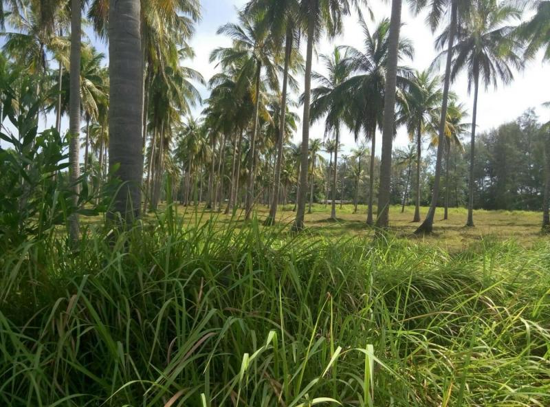 Photo phuket-large-seafront-plot-for-sale-in-ao-po